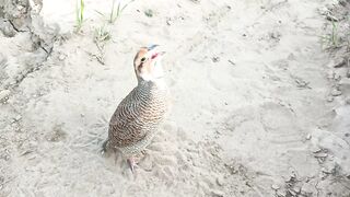 grey francolin bird playing teetar ki awaz