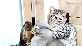 Pets lovers