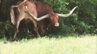 Naughty and funny animals