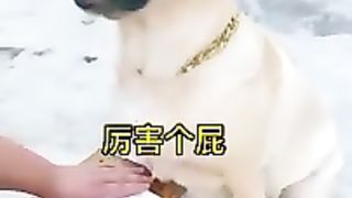 Nyc dog video.
