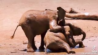 Funny Animal Video????????????