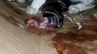Just Born Baby