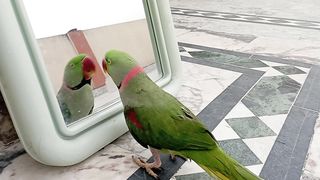 Parott Playing With Mirror