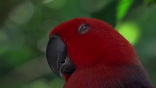 bird red