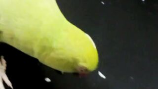 Angry parrots ???? ????