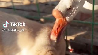 Angry Duck.