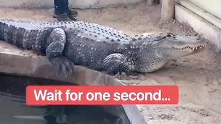 Crocodile ???? attack on man Don't miss end