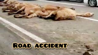 Road accident
