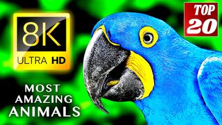 Top 20 Beautiful Animals HDR 8K VIDEO /TOP 20 • The Most Beautiful Animals 8K ULTRA HD