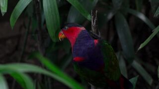 red blue bird