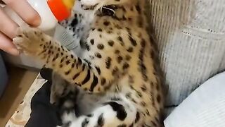 I want to eat.
