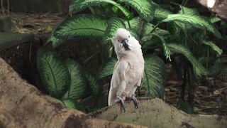 bird white