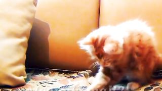 Beautiful Cat Playing #shorts #youtubeshorts