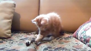 very busy cat playing????????????