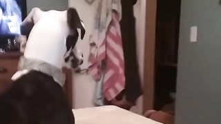 Funny Dog????