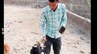 Goat revenge
