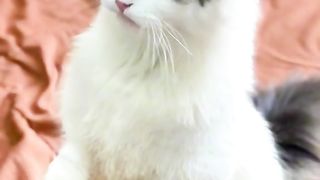 Cute cat