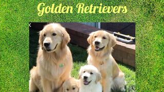 Best Family dogs