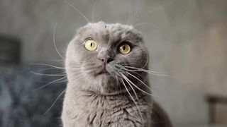 Cute cat 4k video