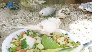 Sunday Birds Lunch