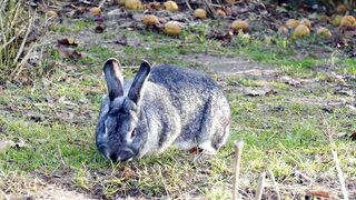 Rabbit 4k video
