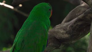 green bird red nose