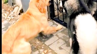 Watch this funny fight..and enjoy your best life and subscribe my chanale..