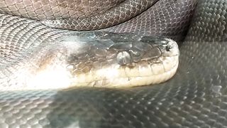 Big Snake