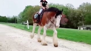 Biggest Horse