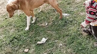 dogs and a baby playing