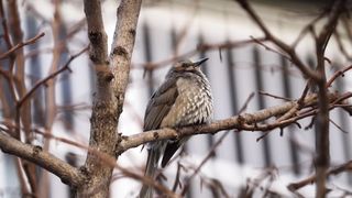Strange Bird