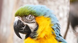 multy color parrot