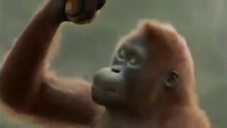 Amazing! Kingkong Dance 'Goyang Dumang' after eating a magical orange. Kingkong .