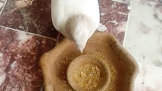Pigeon Eating dinner