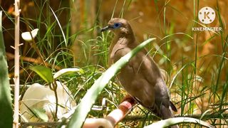 Beautiful bird