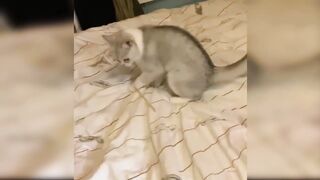 Funny cat