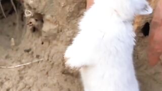 Beautiful nature animals love it very much