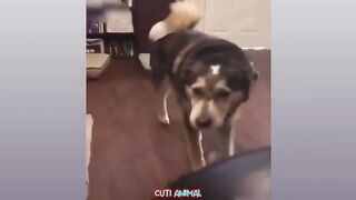 funny-dog and cat