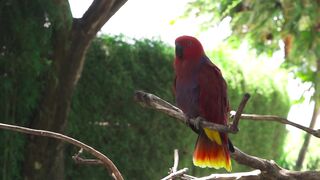 red parrot