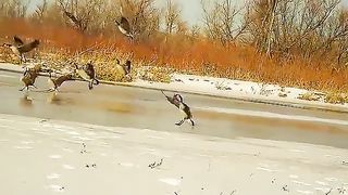 Goose hunting on ice