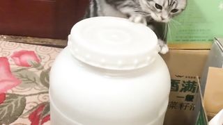 Funny cat ???? so nice ???????????????? cute cat