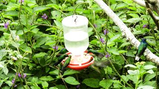 Humming bride Seed can