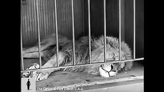 Charlie Chaplin The Lion Cage Full Scene The Circus comedy_low.
