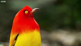 The Bowerbird's Grand Performance