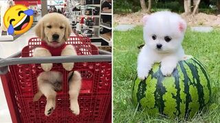 Baby Dogs-Cute  and Funny Dog Videos Compilation # 1|Animalia Galaxy