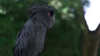 black bird