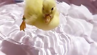 Duck Baby