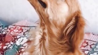 Dog playing with bird