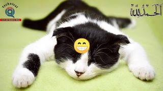 Earn money online by making reaction channel