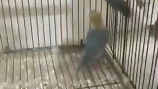 fancy parrot